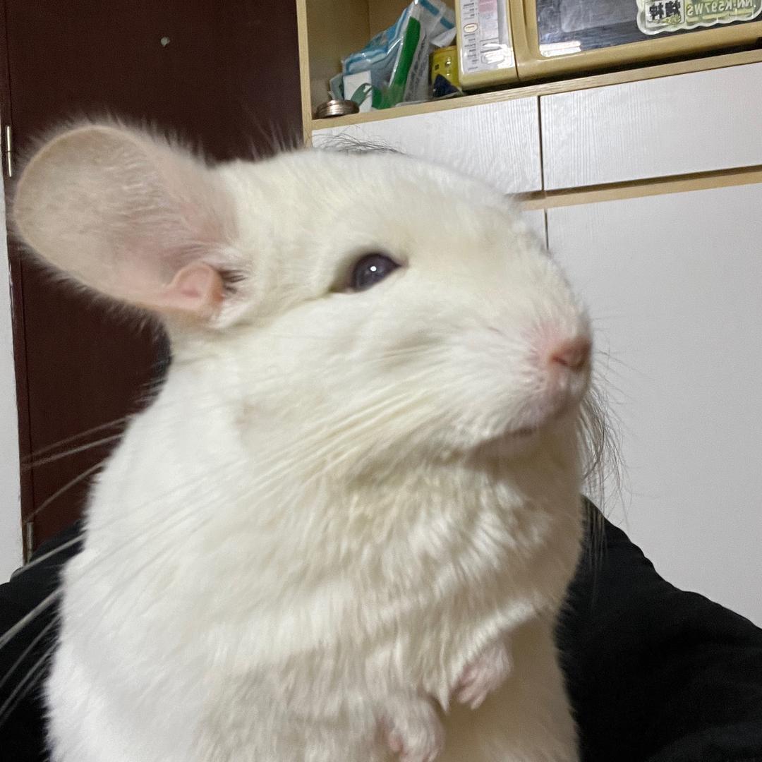 叫我鼠鼠