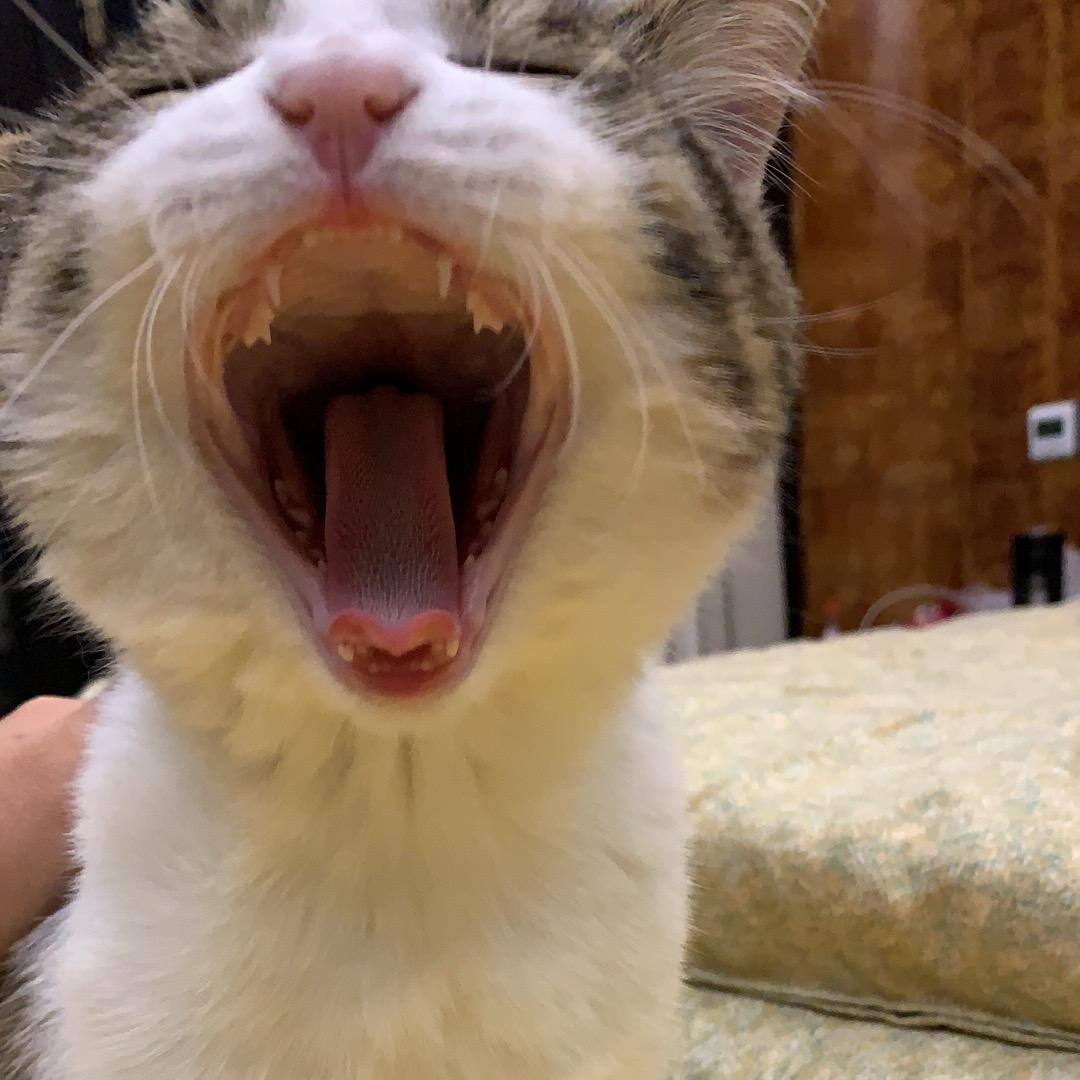 🍅番茄大姐姐-