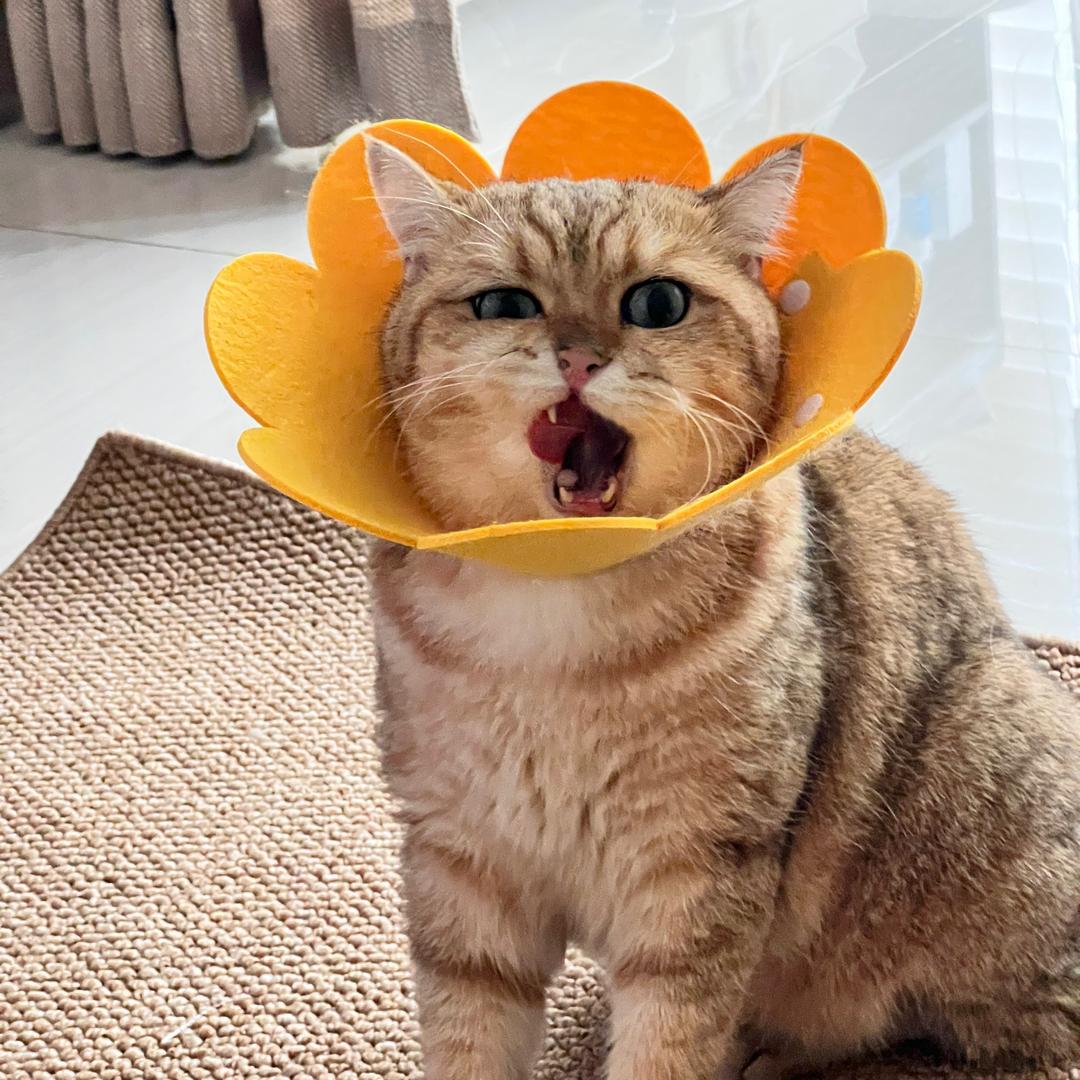 dora