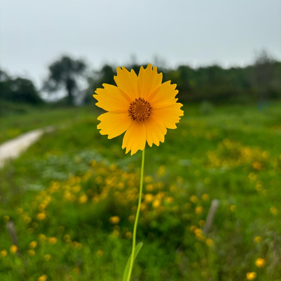 小花爱生活