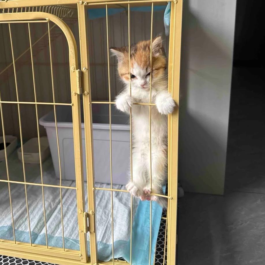 可爱Kitty🐱