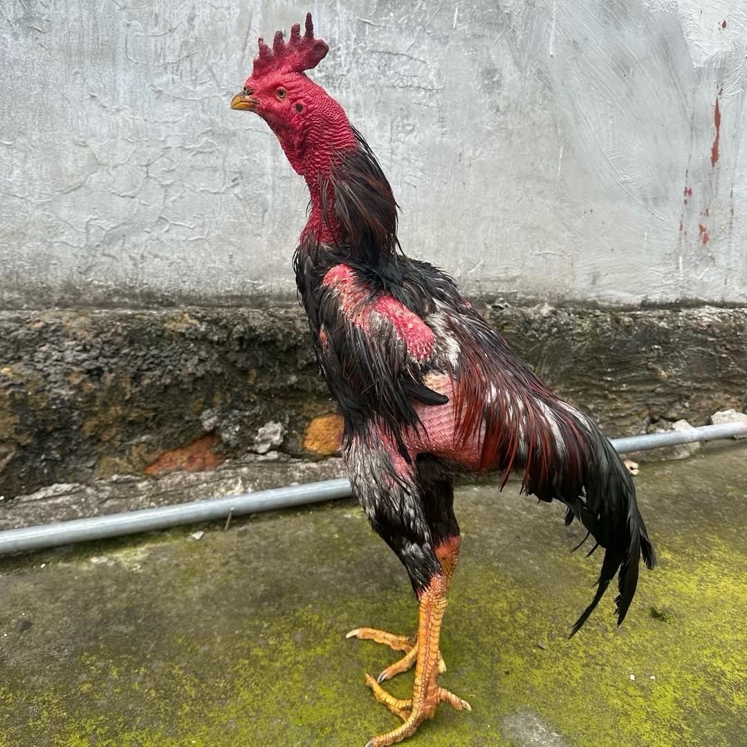 何叨叨（质量严选）