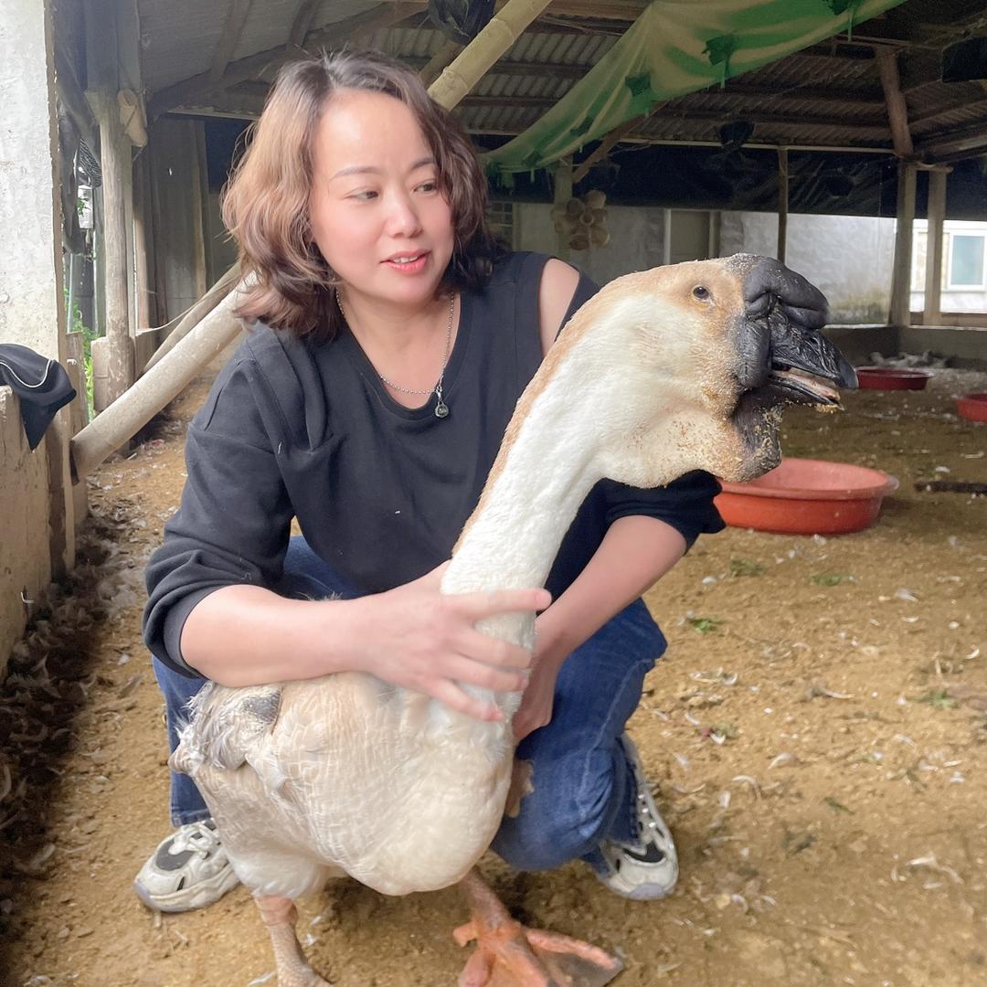 澄海吴记狮头鹅