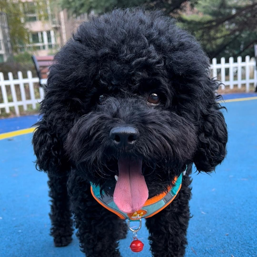 是呆呆的黑豆吖