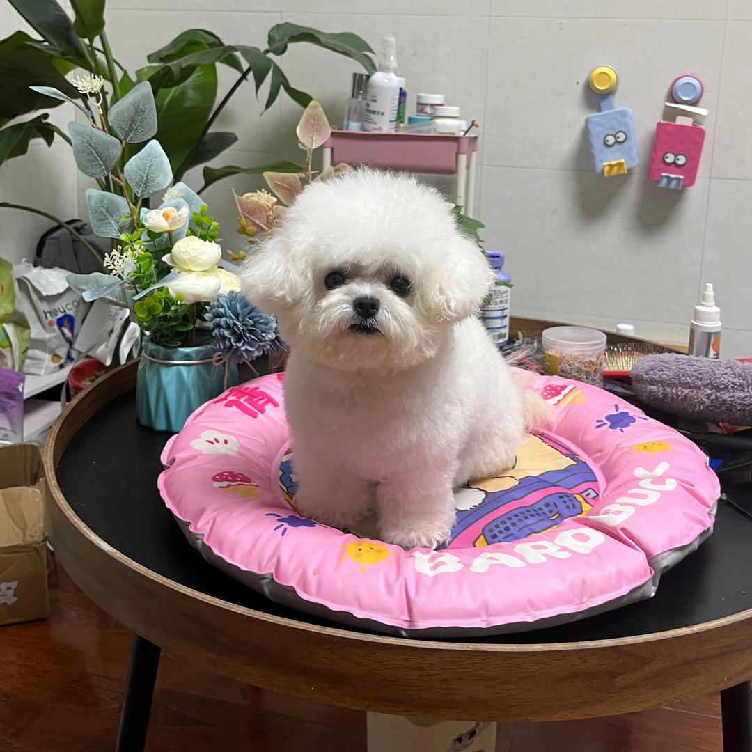 欢欢是个小比熊