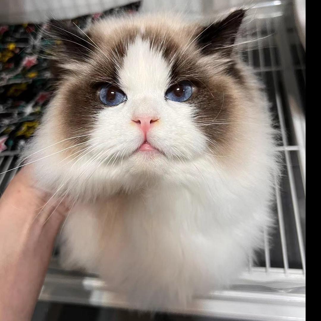悠然的布偶猫