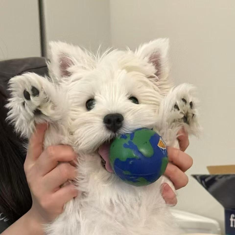 我是温衡