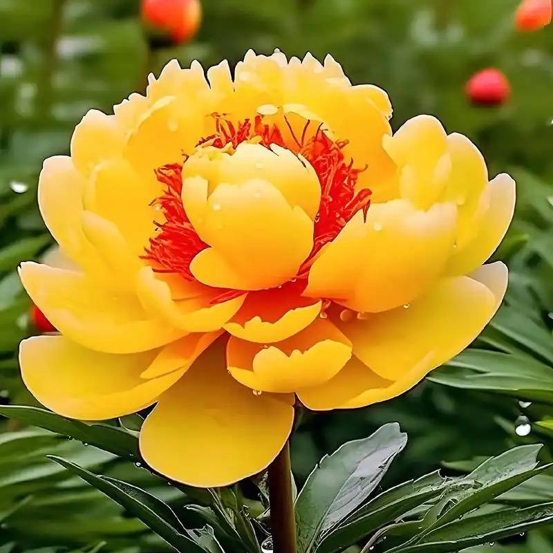 伶儿🌷优选