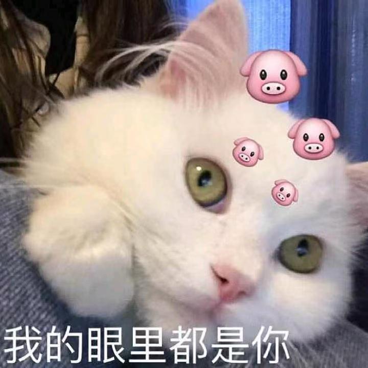 不想要脸了🐾