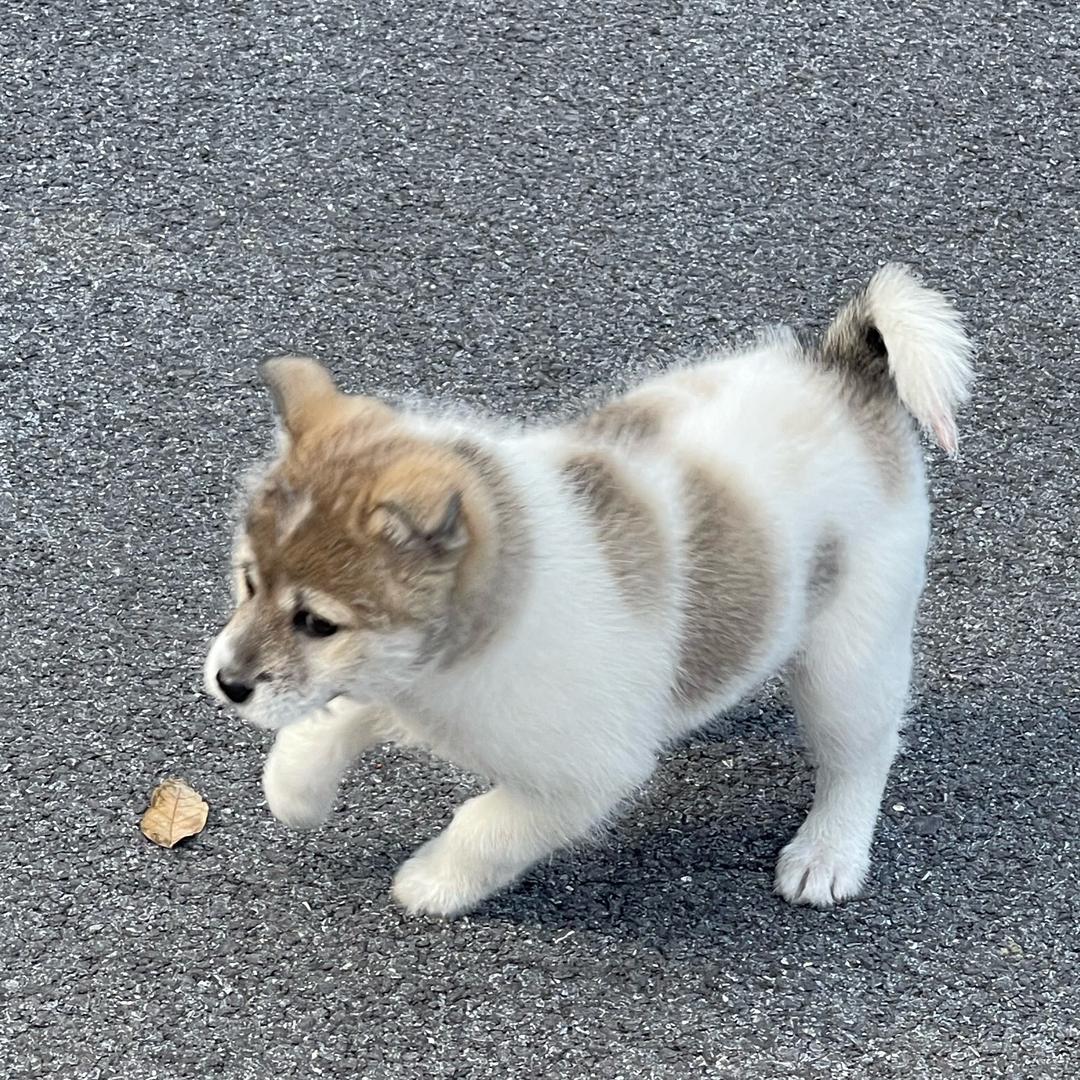 呀土豆
