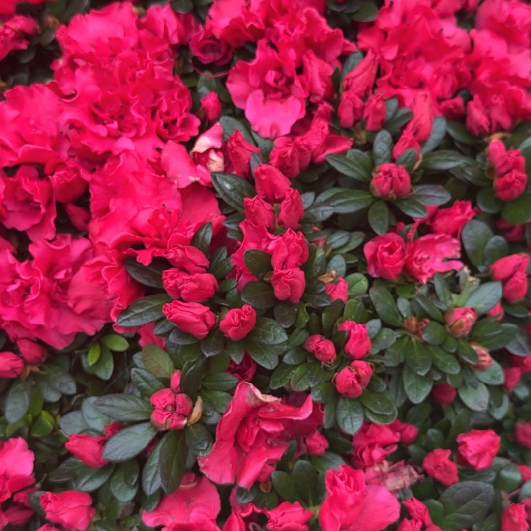 立夏爱养花