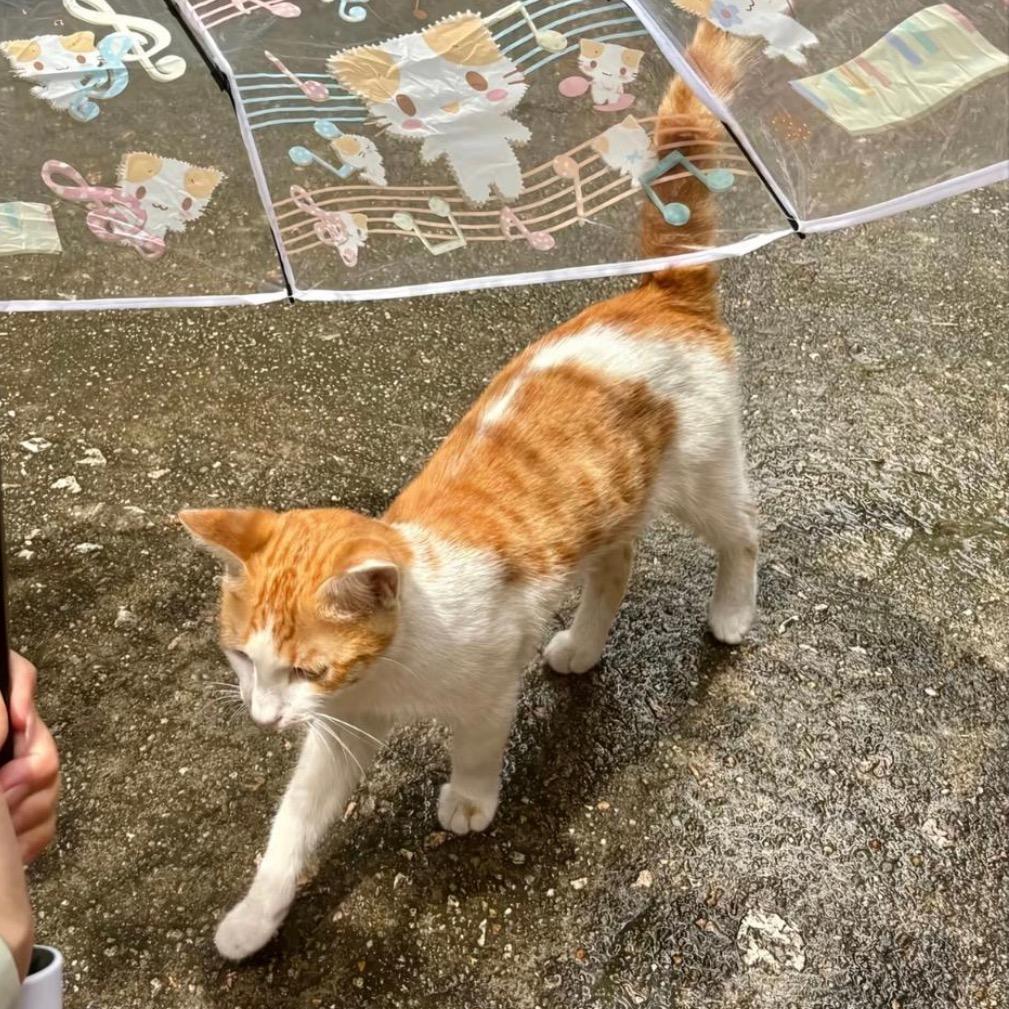 纯天然的突然っ