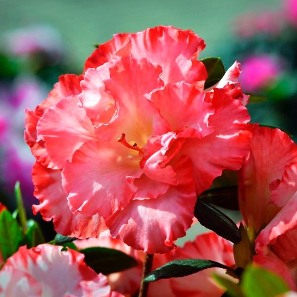 花甄美花木场