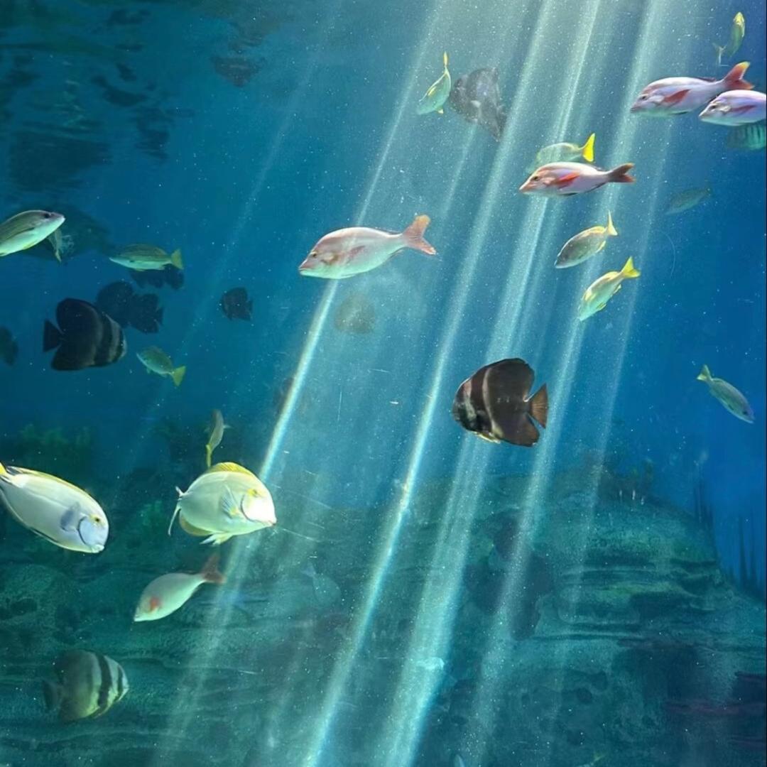 祥海珊瑚