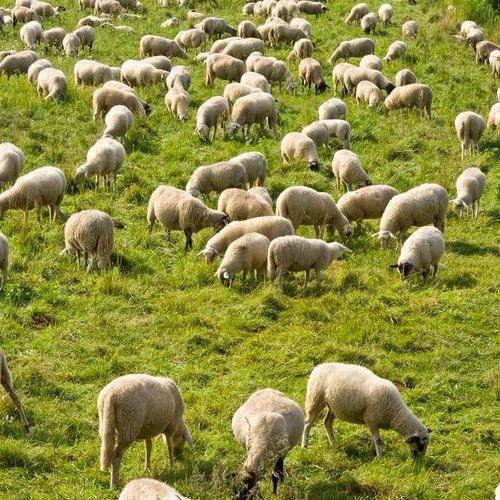 鄂尔多斯市羊毛工厂