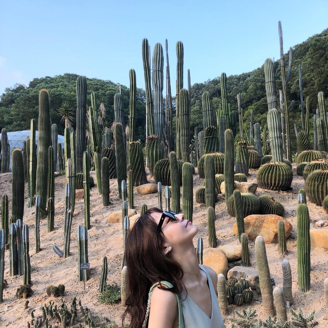 棉木棉