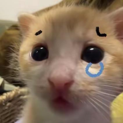 安璃不吃梨（11.11周年庆）