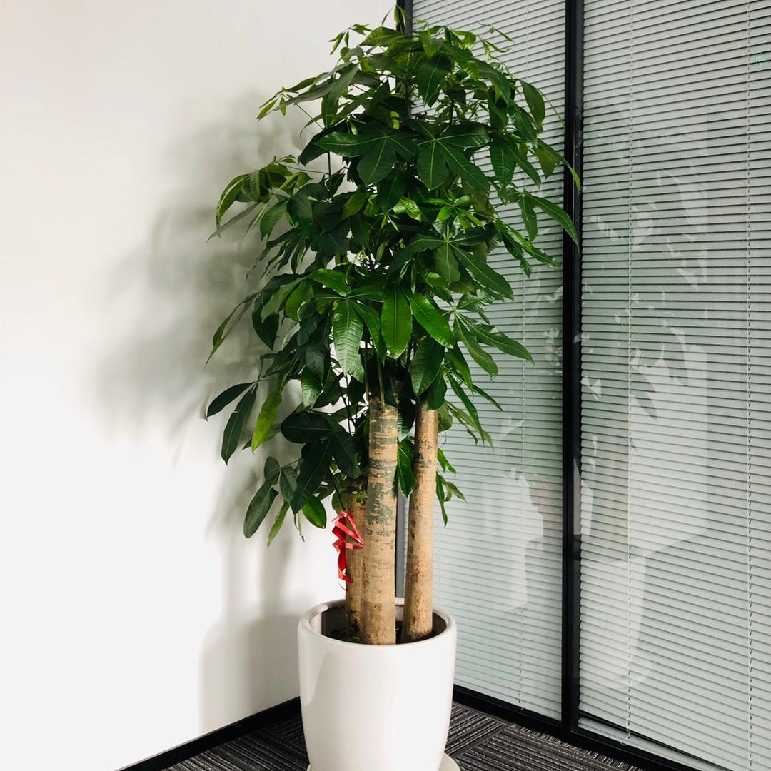 你的锄禾