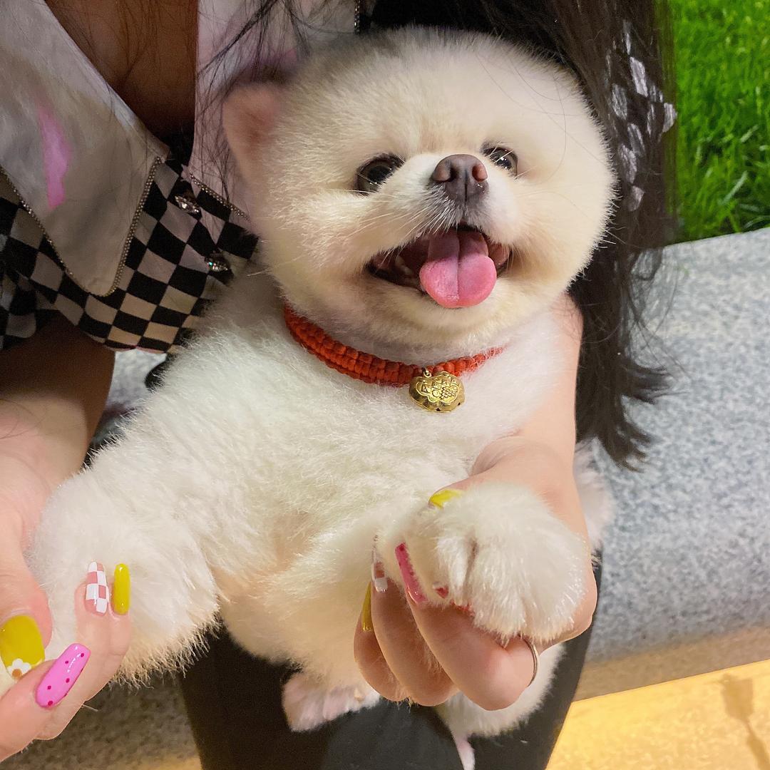 糖糖是只博美