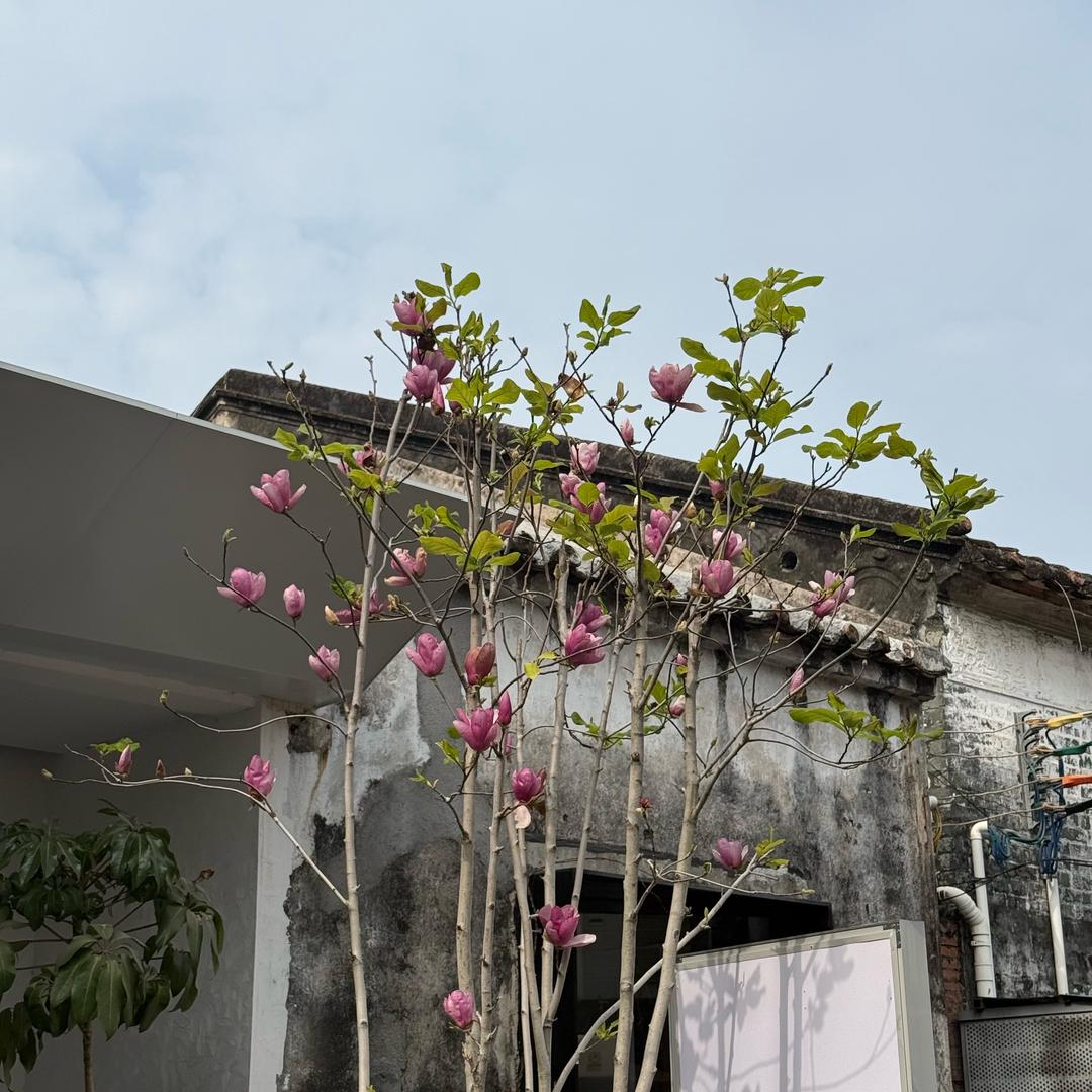 小猪娃乔治🐽🐽🐽