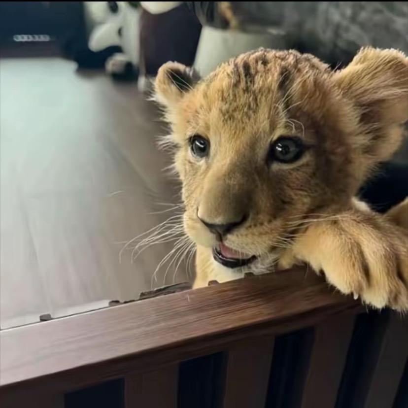 我哥负债八百万