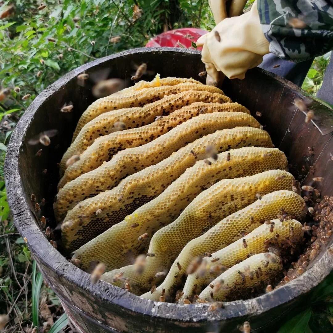 桂蜜坊土蜂蜜