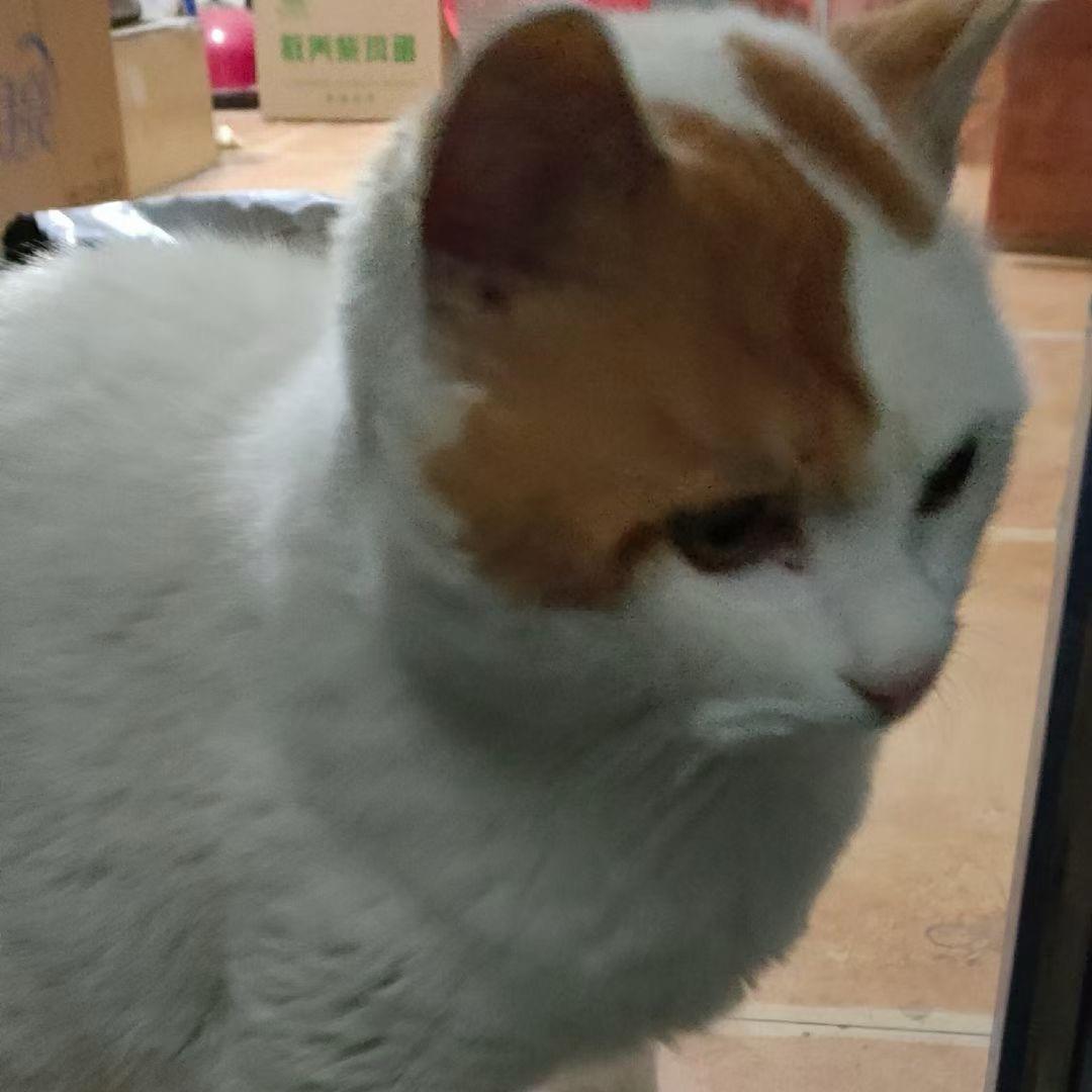 轻舟