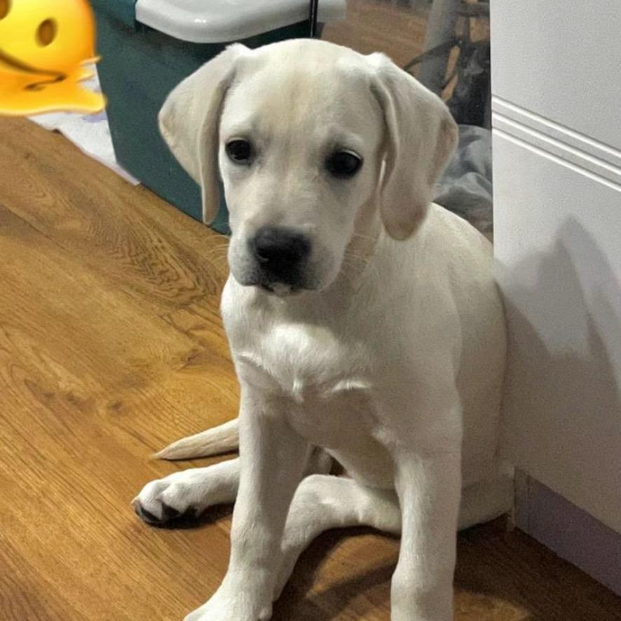 拉布拉多·多多🦮