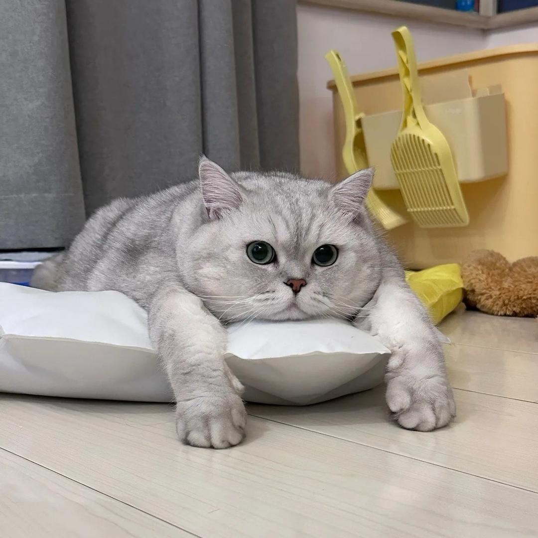 一张不够花