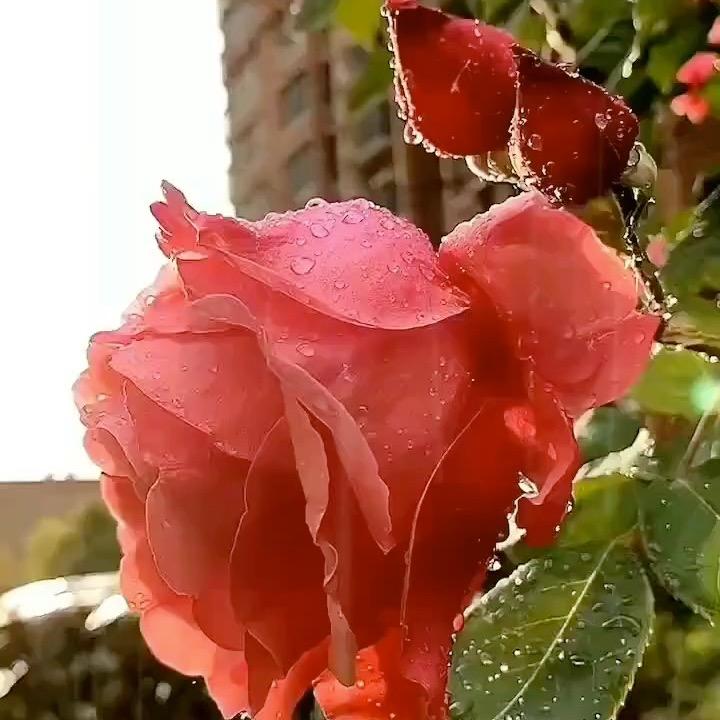 铁手
