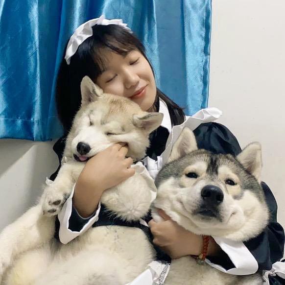 KK与二哈宝们🐶(9/23豆包2岁啦)
