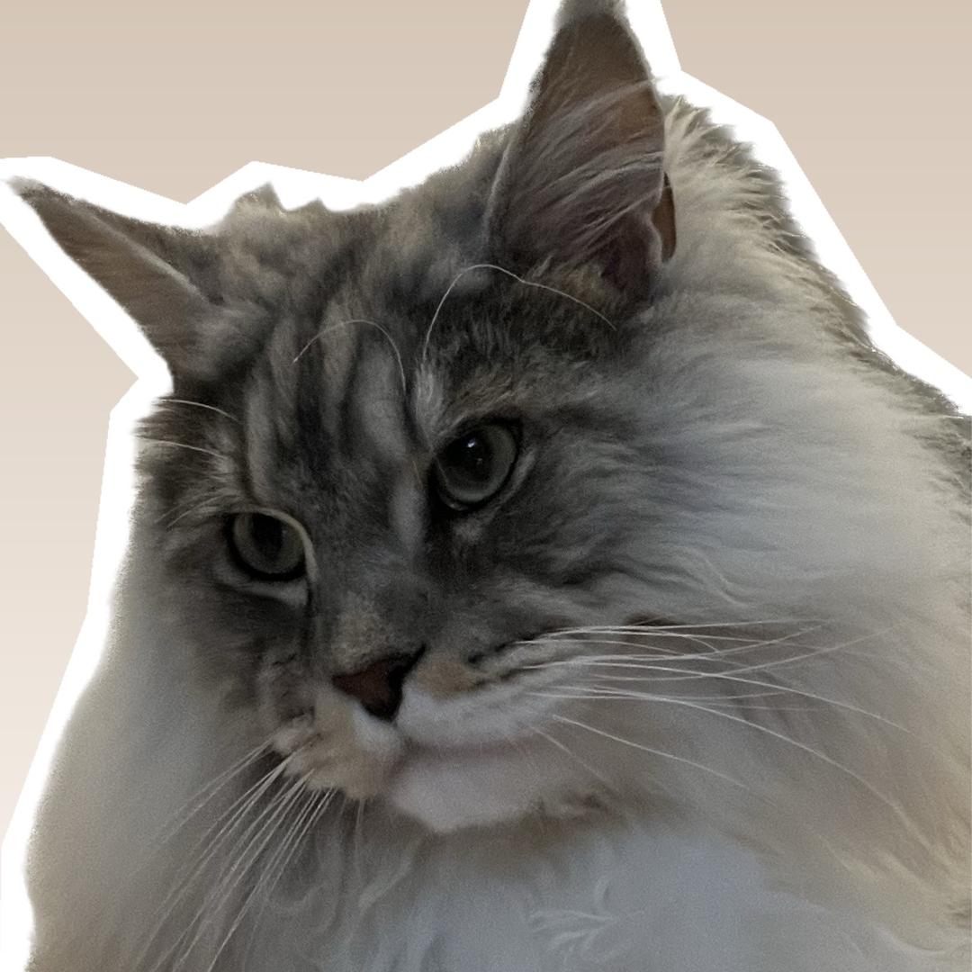 猫头33