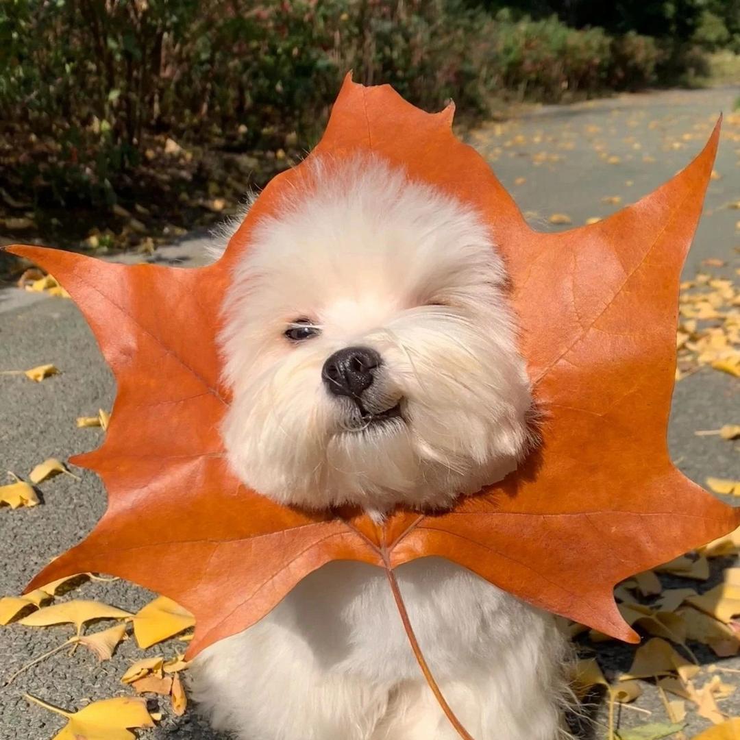 知昂🐸²⁸︍︉︍︍⁹³