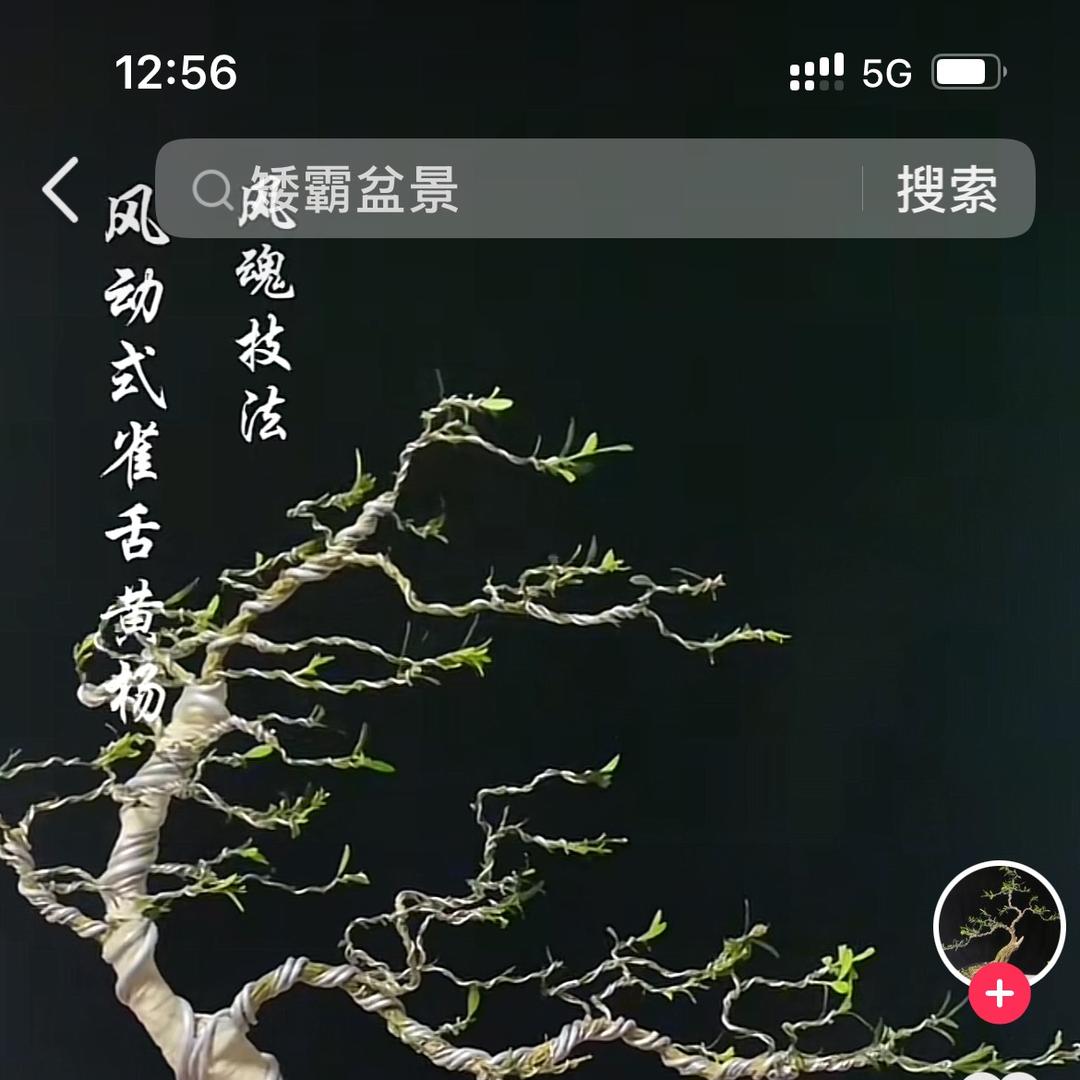 大清清盆艺园