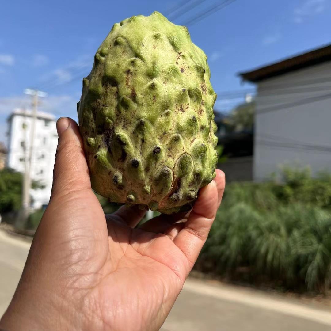 在版纳卖水果的杨姐