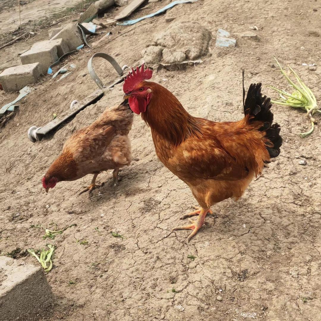 汾湖鸡鸭鹅🐔