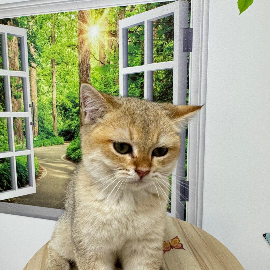 可乐是只猫