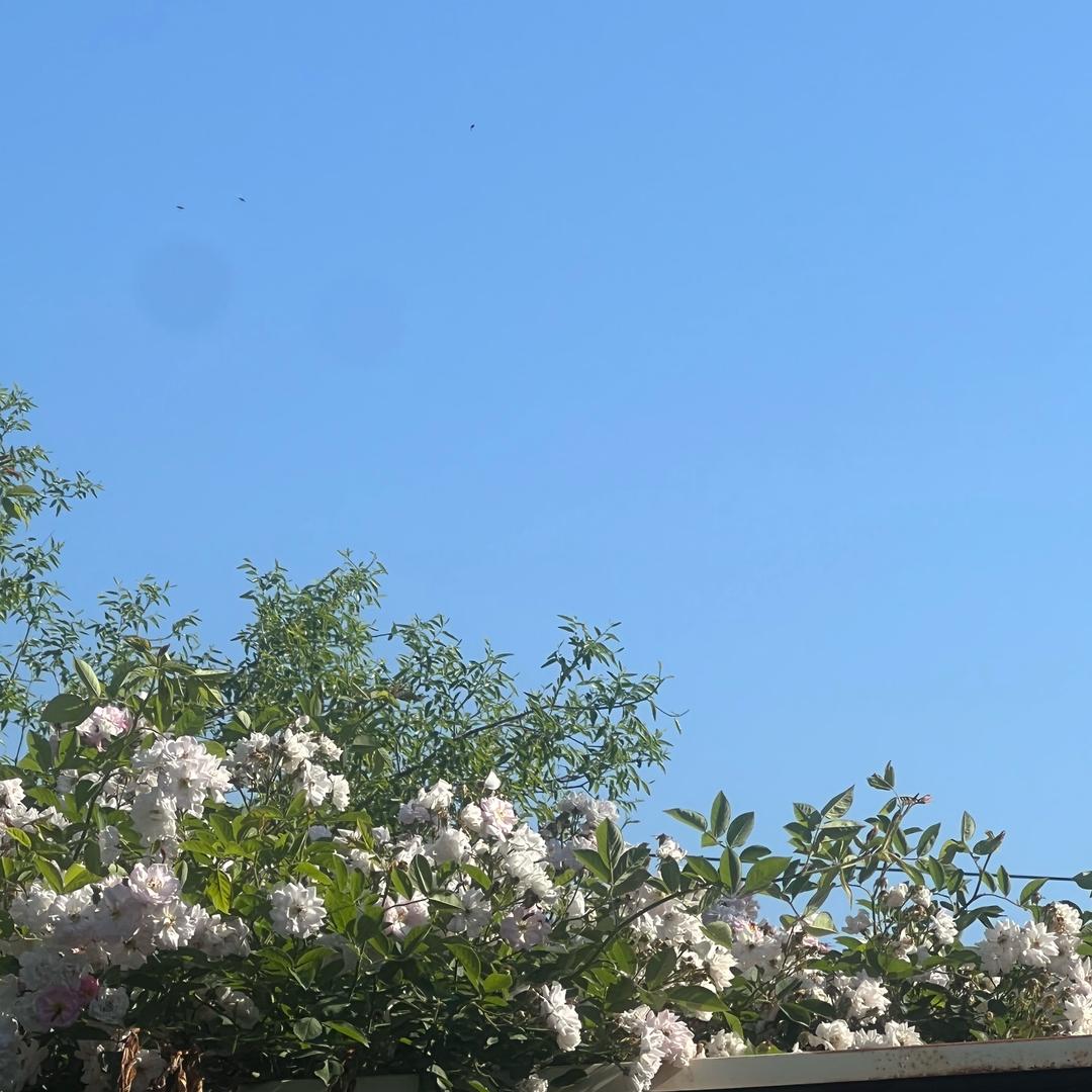 嘟嘟默哥/琦妹🍏（记录日常）