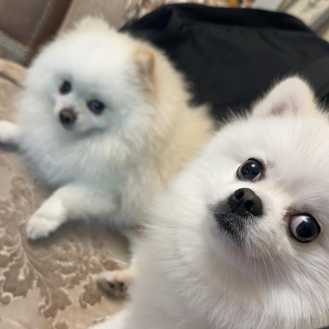 无敌小鱼儿