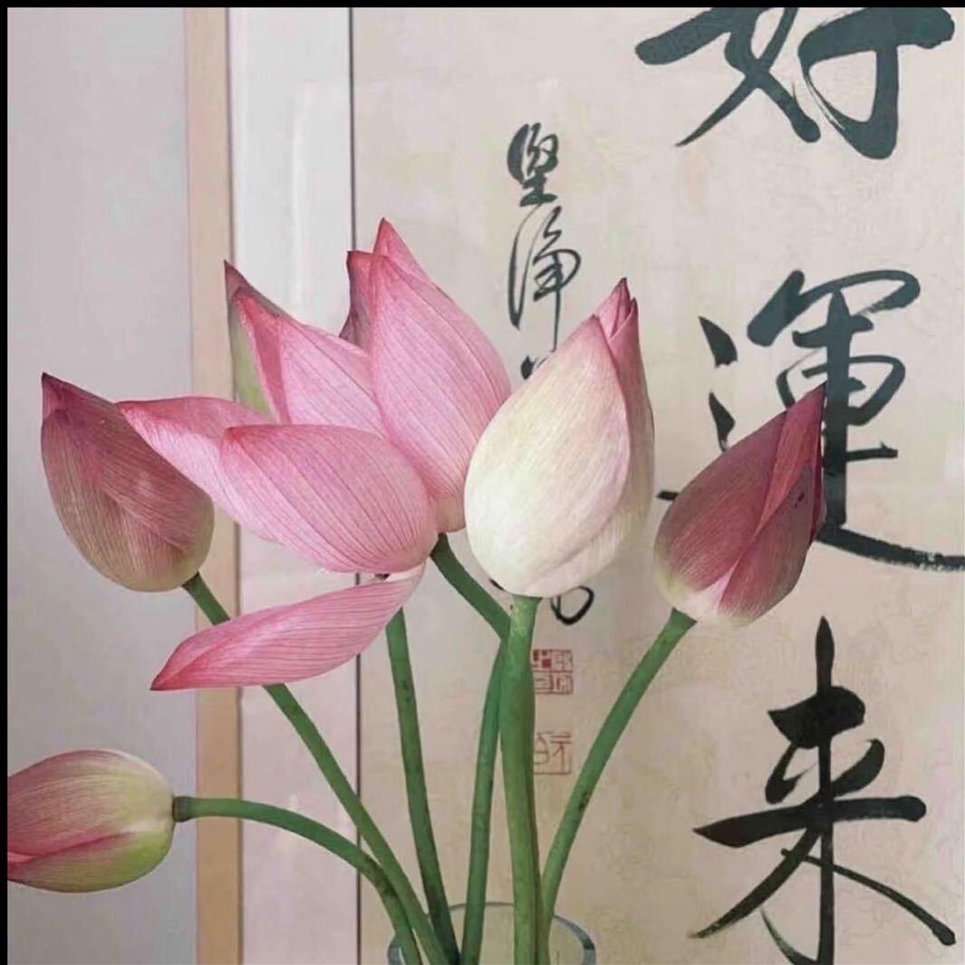 吕燕书法～营老师