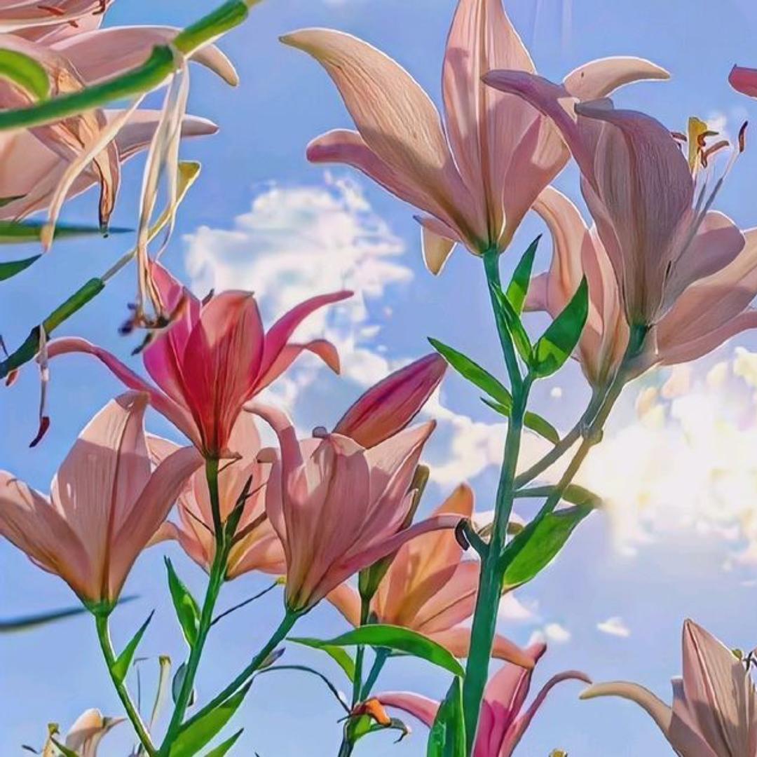 乐见花卉
