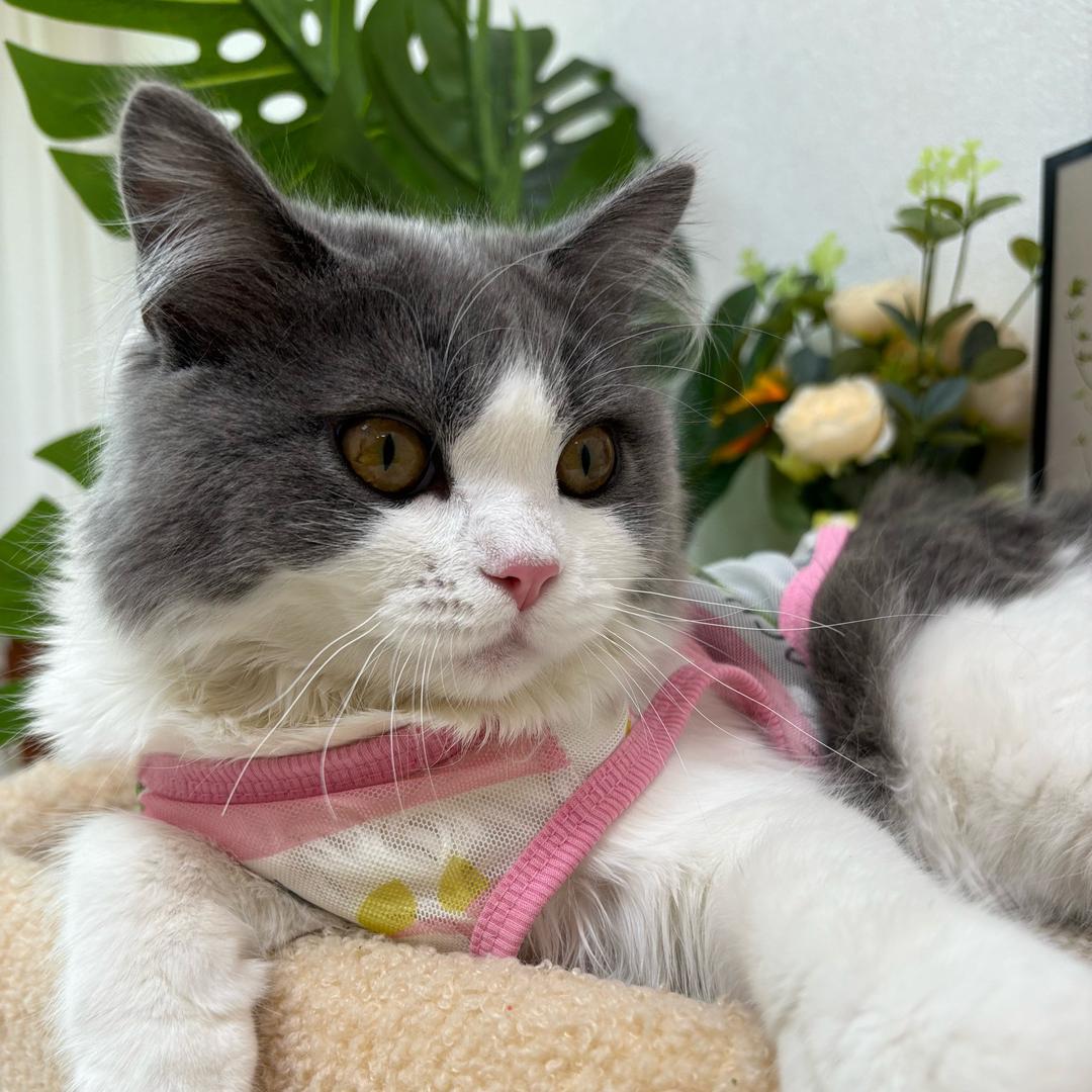旺财是只喵🐱