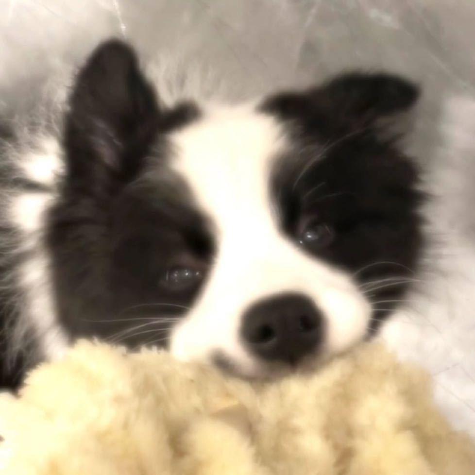 恝恝玛