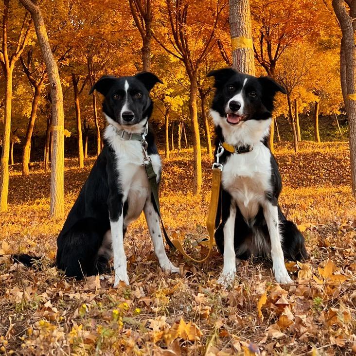 夏天的闪电（短毛边牧）