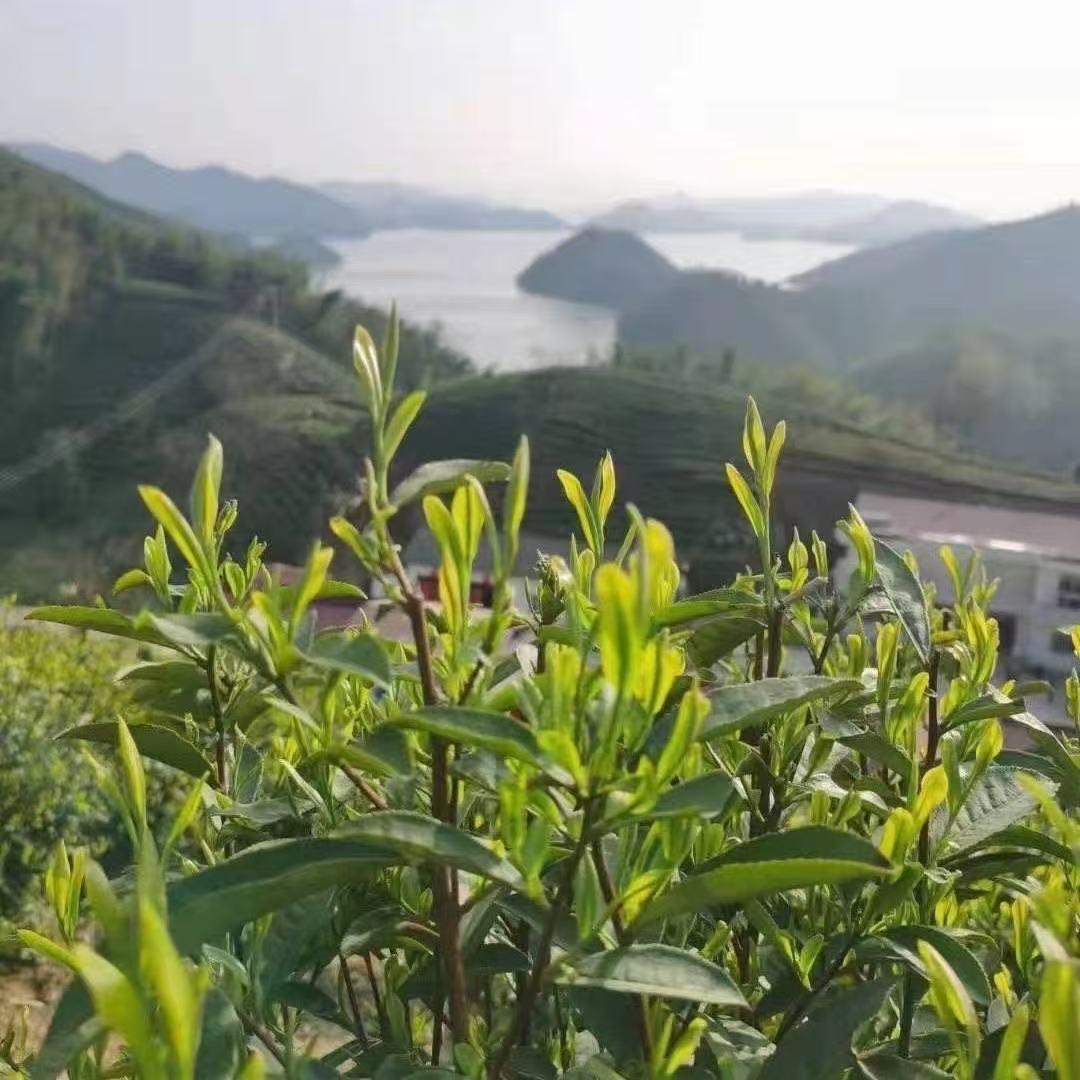 云雾茶叶厂