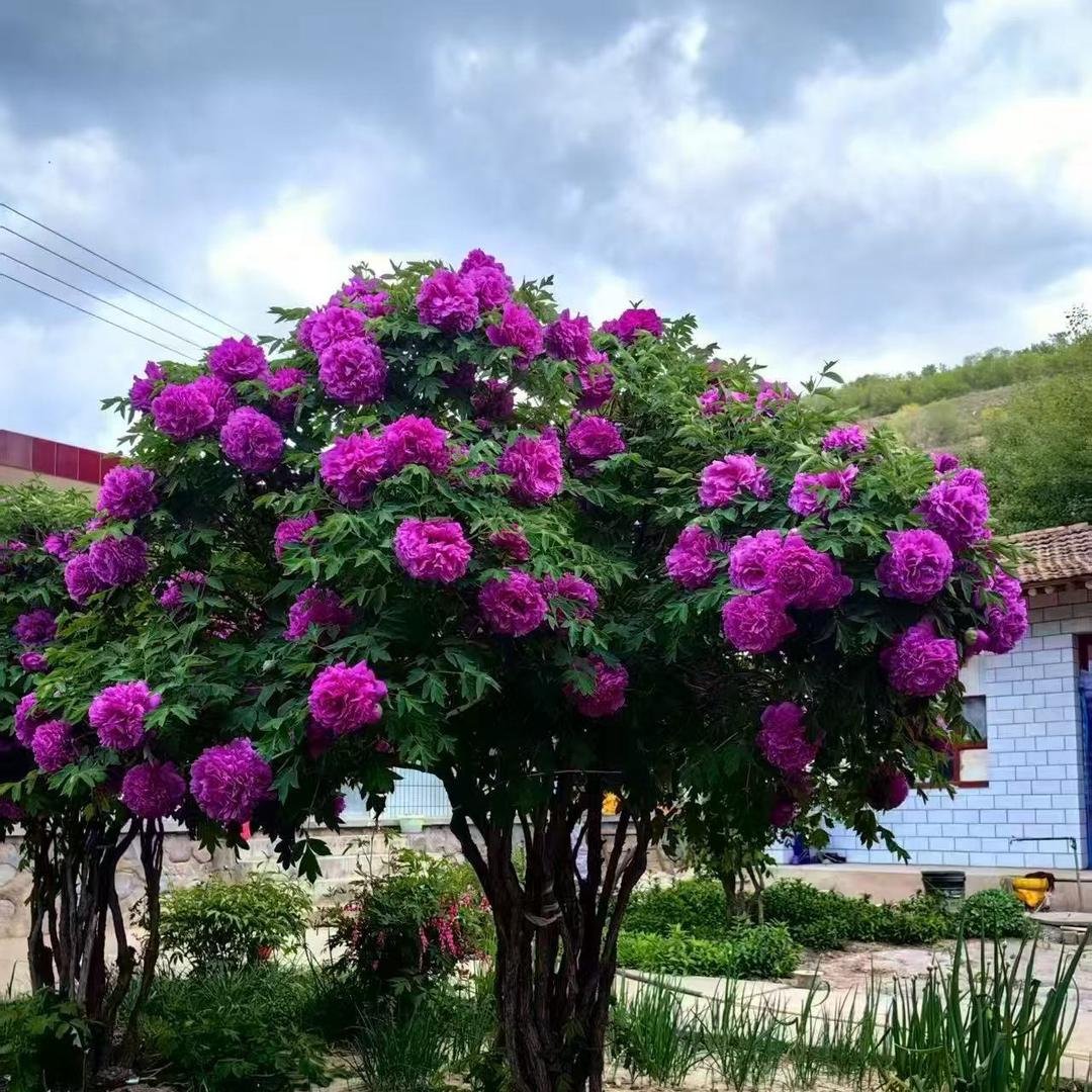 紫斑牡丹花艺