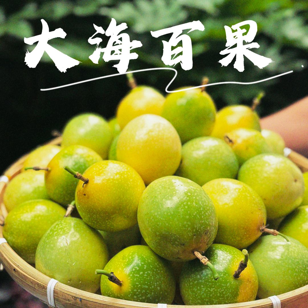 大海百果甜