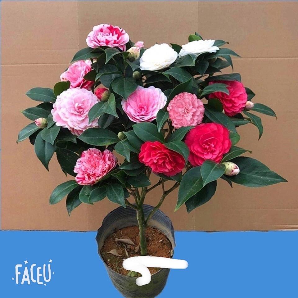 香香花卉园520