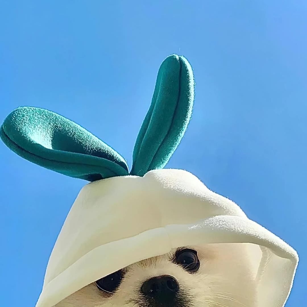 鑫韩