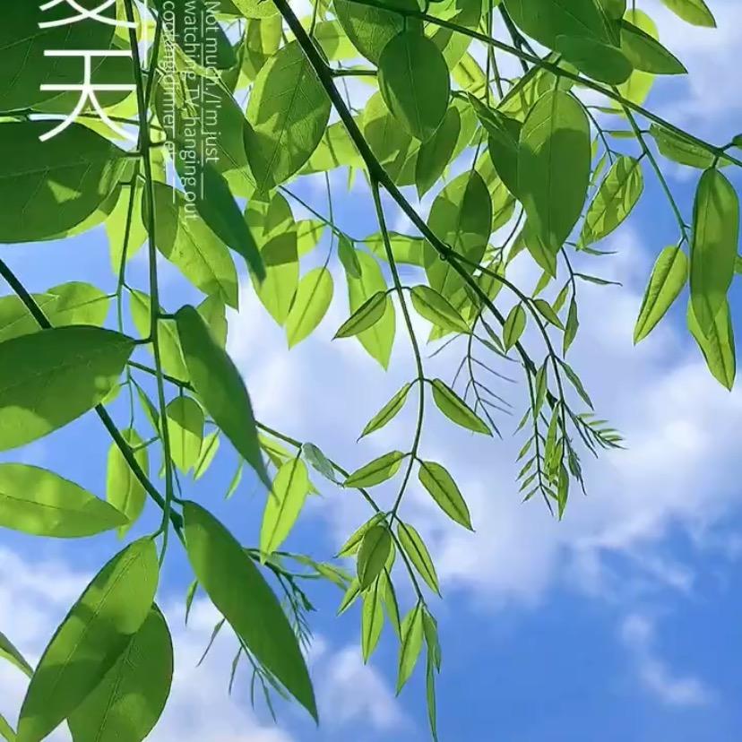 夏天的风～被风吹过的夏天